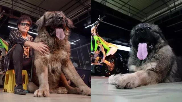 Caucasian Shepherd : హైదరాబాద్‌కి సింహం లాంటి కుక్క.. ధర రూ.20 కోట్లు..!