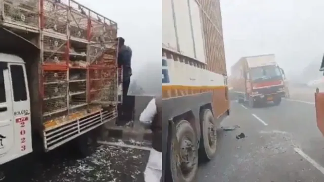 Viral Video: పౌల్ట్రీ వాహనంలో లూటీ.. రోడ్డుపై కోళ్లను ఎలా దోచుకెళ్తున్నారో చూడండి!