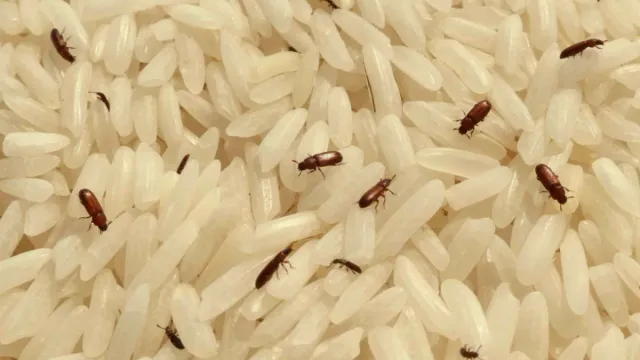 Food Safety: ఇలా చేస్తే పిండికి పురుగు అస్సలు పట్టదు.. మీరు కూడా ట్రై చేయండి!