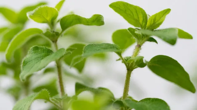 Health Tips: ప్రపంచంలోనే అతి చౌకైన యాంటీ బయోటిక్ మొక్క ఇదే.. క్యాన్సర్ లాంటి డేంజర్ వ్యాధులు కూడా పరార్!