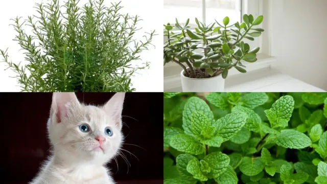 Cat Tips: ఈ మొక్కలు పెంచితే..ఇంట్లోకి పిల్లులు రావు..! ట్రై చేయండి!