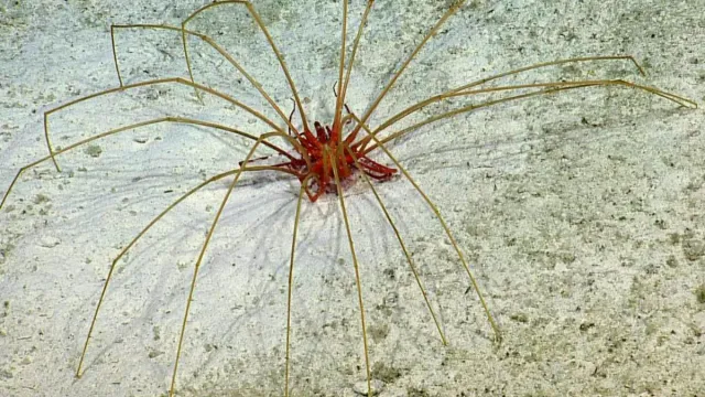 Sea Spider: కాళ్లతో శ్వాస తీసుకోవచ్చా..ఇదెక్కడి విడ్డూరం!
