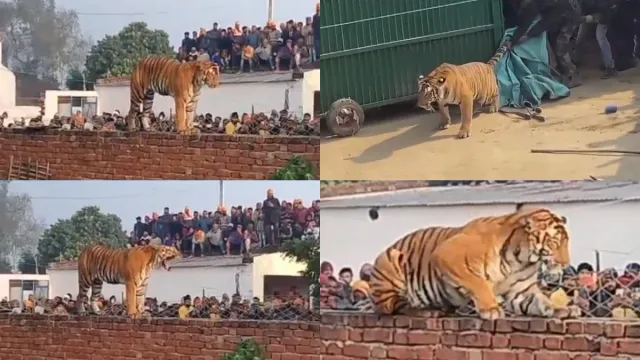 Tiger Viral Video: పులితో ఫొటోలు.. జోకులు? కాస్త భయపడండిరా బాబు..! వైరల్‌ వీడియో!
