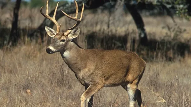 zombie deer diseas: కలవరపెడుతున్న జాంబీ డీర్‌ డిసీజ్‌..శాస్త్రవేత్తల ఆందోళన