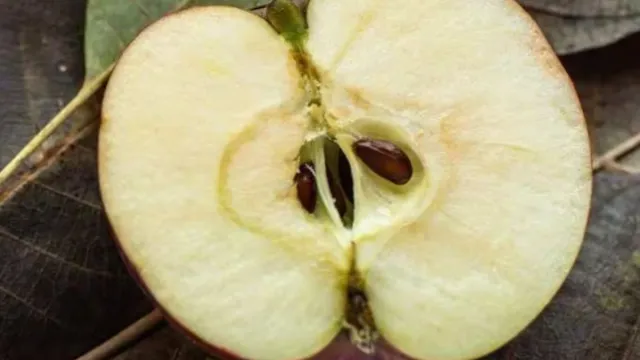 Apple Seeds: యాపిల్స్ లోని ఆ పార్ట్ ను అస్సలు తినొద్దు.. తింటే డేంజర్!