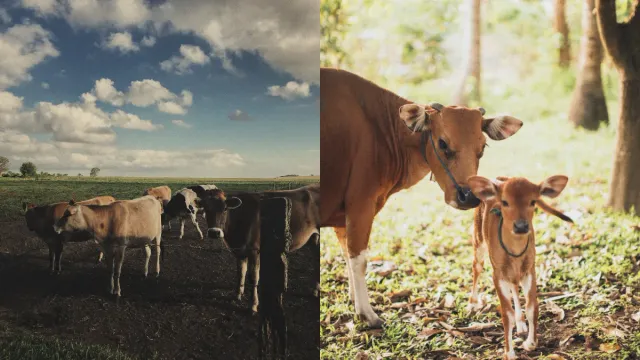 Cow Dream: కలలో ఆవు కనిపించిందా..అయితే ఏం జరుగుతుందో తెలుసా..?