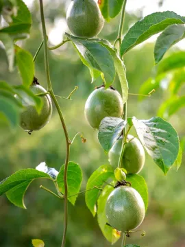 ప్యాషన్ ఫ్రూట్‌తో ఎన్నో ఆరోగ్య ప్రయోజనాలు
