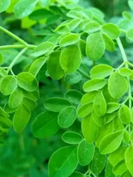 ఈ ఆకు తింటే 300 రకాల వ్యాధులు దూరం తెలుసా!