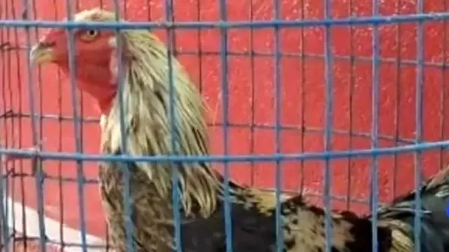 Telangana News: భలే ఐడియా బాసూ.. ఆర్టీసీ బస్సులో మర్చిపోయిన పందెం కోడిని ఏం చేస్తున్నారో తెలుసా?