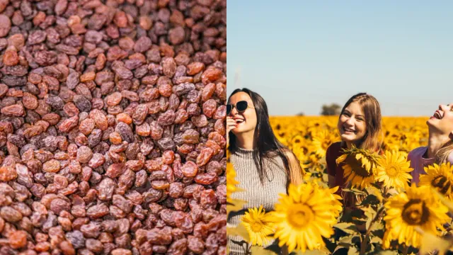 Raisins: చలికాలంలో ఎండు ద్రాక్ష తినడం వల్ల కలిగే ప్రయోజనాలు తెలిస్తే షాక్‌ అవుతారు!
