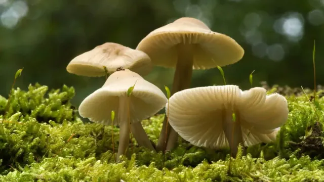 Mushrooms : పుట్టగొడుగులతో ప్రమాదం.. విషపూరితం ఉంటాయి జాగ్రత్త