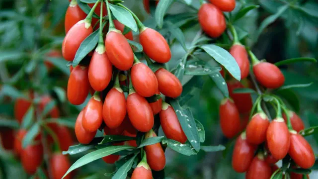 GojiBerry Fruit: ఇవి తింటే మీ లివర్ మొత్తం శుభ్రం..మళ్లీ కొత్తగా మారుతుంది