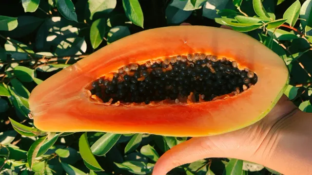 Papaya: మీకు 30 ఏళ్లు దాటాయా..అయితే ఈ పండు మీకు అమృతం లాంటింది!