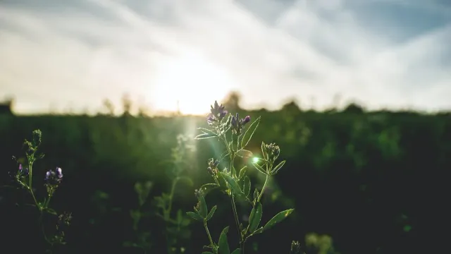 Morning Mantra :  ఉదయాన్నే ఈ 2 మంత్రాలను పఠిస్తే మనల్ని విజయపథంలో నడిపిస్తాయి.!!