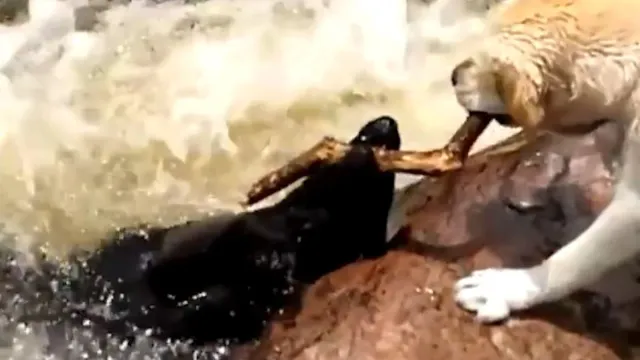 Viral Video: నదిలో కొట్టుకుపోతున్న కుక్కను కాపాడిన మరో కుక్క.. వీడియో వైరల్!