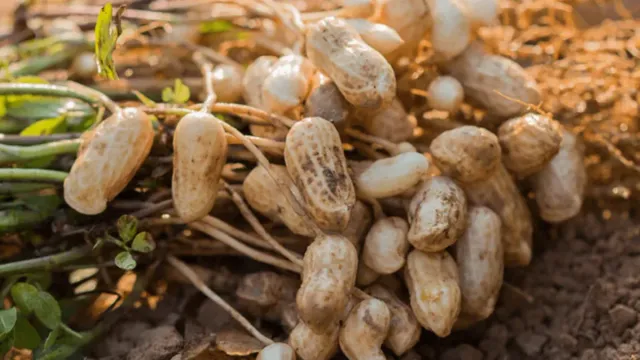 Health Tips : అధిక కొలెస్ట్రాల్ ఉన్నవారు వేరుశెనగ తినవచ్చా?
