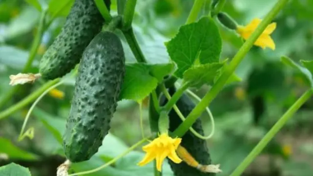 Health Tips : శరీరం నుంచి వేడిని తరిమికొట్టాలంటే.. ఆహారంలో వీటిని చేర్చుకుంటే సరి!