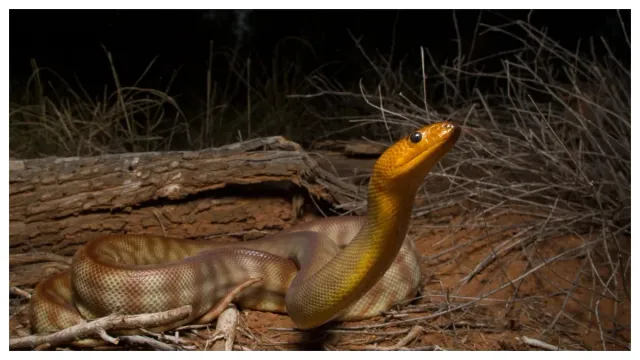 Snakes: పాములను ఆకర్షించే ఆరు చెట్లు!