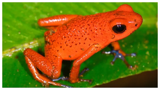 Poison Dart Frog: ఈ బుల్లి కప్ప పది మందిని చంపగలదు.. దీని విలువ తెలిస్తే నోరెళ్ల బెట్టడం ఖాయం!