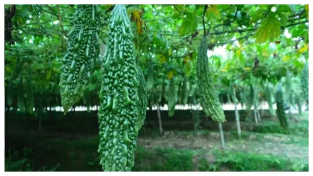 Health Tips: కాకరకాయను పొరపాటున కూడా వీటితో కలిపి తినకూడదు... జాగ్రత్త..!