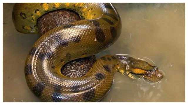 Largest Snake: ప్రపంచంలో అతి పెద్ద పాము ఏది? అది ఎక్కడ ఉంది?