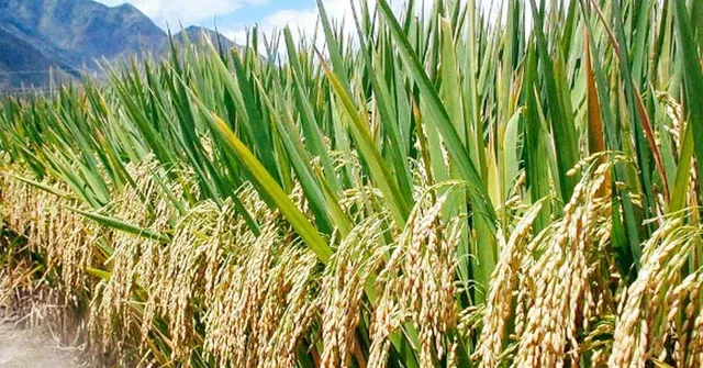 రూ.500 బోనస్ ఇచ్చే సన్న రకాలు ఇవే!