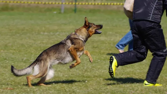 Dog Chased: నడుస్తున్నప్పుడు కుక్కలు వెంబడిస్తే తప్పించుకోవటం ఎలా?