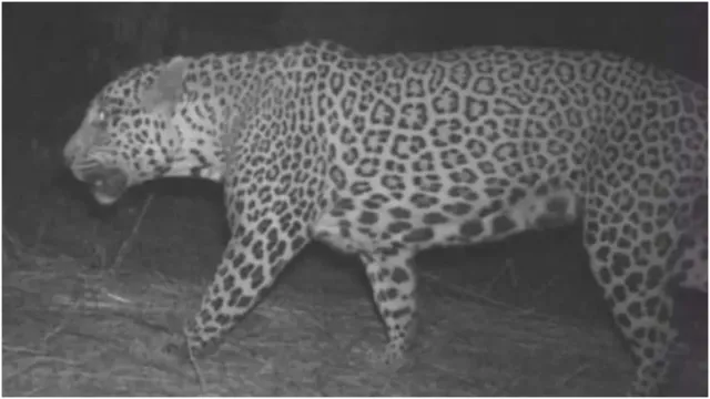 Breaking: కట్టెల కోసం వెళ్లిన మహిళ తలను తిన్న పులి.. ఏపీలో దారుణ ఘటన!