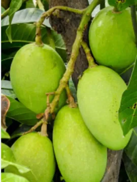వేసవిలో పచ్చి మామిడి తింటే ఎన్ని లాభాలో తెలుసా!