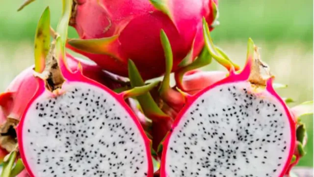 Health Tips : ఈ జబ్బులు ఉన్నవారు డ్రాగన్‌ ఫ్రూట్‌ తింటే ఎన్ని లాభాలో తెలుసా!