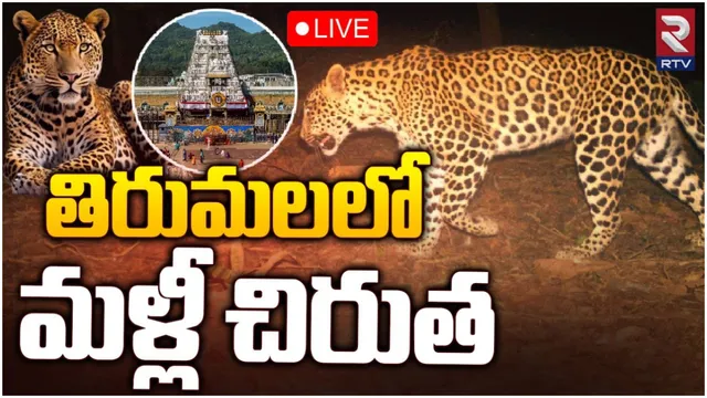 తిరుమలలో చిరుతల కలకలం.. ఉలిక్కిపడ్డ భక్తులు