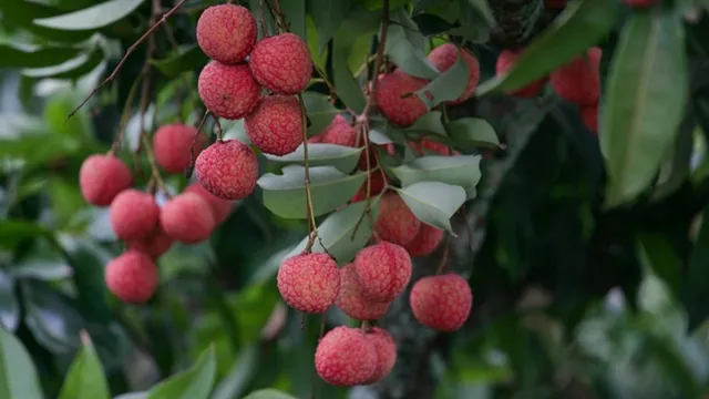 Lychee: లిచీని నీటిలో నానబెట్టిన తర్వాత మాత్రమే ఎందుకు తినాలి? అలా చేయకపోతే ఏమౌతుంది?