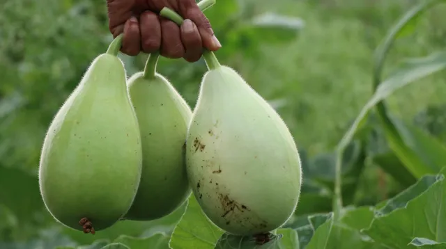 Bottle Gourd: సోరకాయ తింటే అనారోగ్యమా?