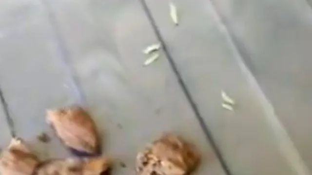 AP: వామ్మో.. హైడ్ అండ్ సీక్ బిస్కెట్ ప్యాకెట్లలో పురుగులు..!