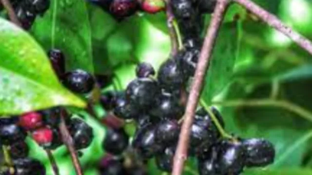 Health Tips : నేరేడు పళ్లే కాదు... ఆకులు కూడా ఎంతో ప్రయోజనకరం!