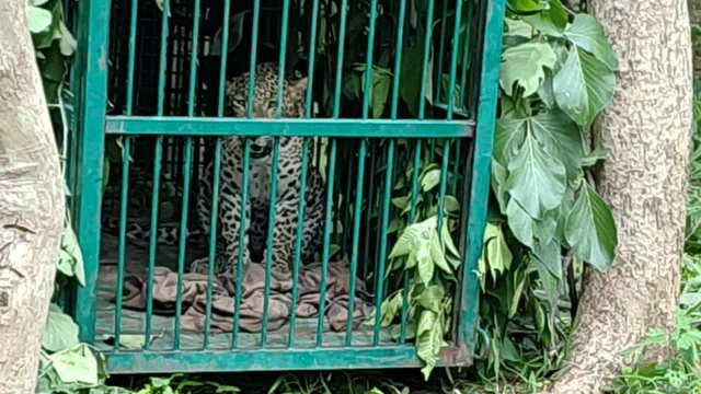 AP: హమ్మయ్య.. ఎట్టకేలకు బోనులో చిక్కిన చిరుత..!