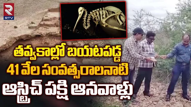 AP: తవ్వకాల్లో బయటపడ్డ ఆస్ట్రిచ్ పక్షి ఆనవాళ్లు.. 40కిలోల బరువుండే ఈ పక్షి..