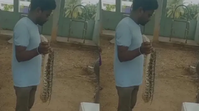 AP :  కొండచిలువపై దూసుకెళ్లిన వాహనం.. చివరికి ఏం అయిందంటే?