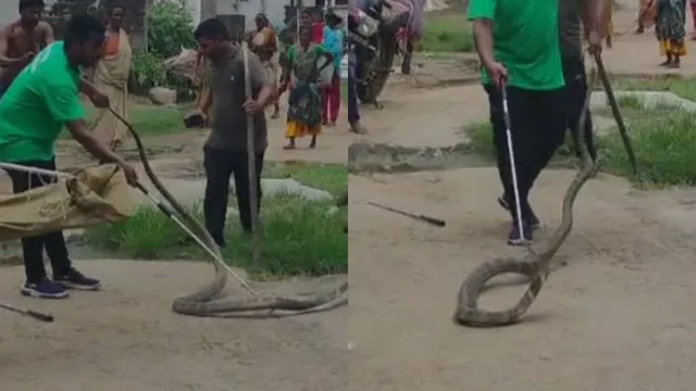 AP: పూరిగుడిసెలో 12 అడుగుల భారీ గిరినాగు.. తాటాకుల మధ్య తిష్ట వేసి..!