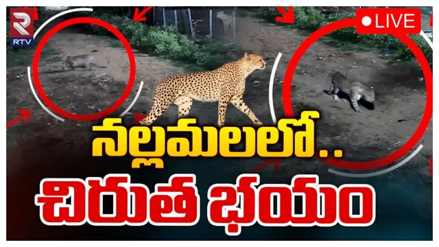 AP: మహనంది పుణ్యక్షేత్రంలో చిరుత కలకలం.. భక్తులకు అధికారుల హై అలర్ట్..!