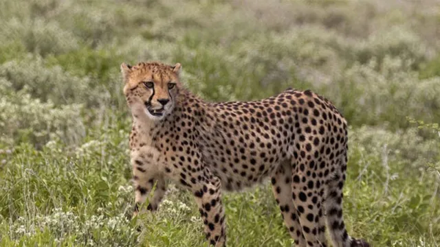 Leopard: చిరుత సంచారంతో బెంబెలెత్తుతున్న గంగారం గ్రామ వాసులు !