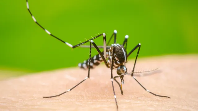 Dengue : భయపెడుతున్న డెంగ్యూ.. ఏడుగురు మృతి
