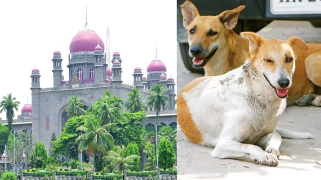 Street Dogs in Hyd: వీధి కుక్కల దాడులు.. ప్రభుత్వంపై హైకోర్టు సీరియస్