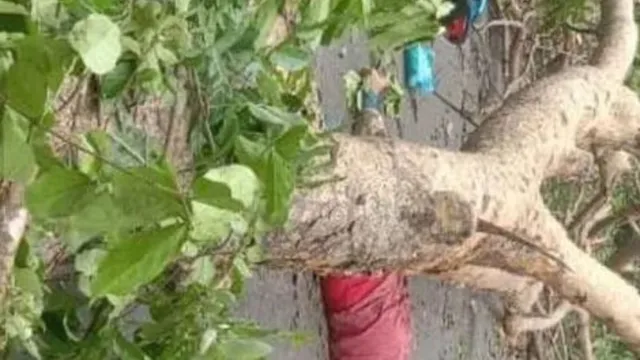TS: కూలిన భారీ వృక్షం.. బైక్‌పై వెళ్తున్న వ్యక్తి మృతి..!