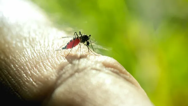 Dengue: డెంగీ, గుండె జబ్బుకు సంబంధం.. పరిశోధనలో ఏం తెలిందో తెలుసా...?
