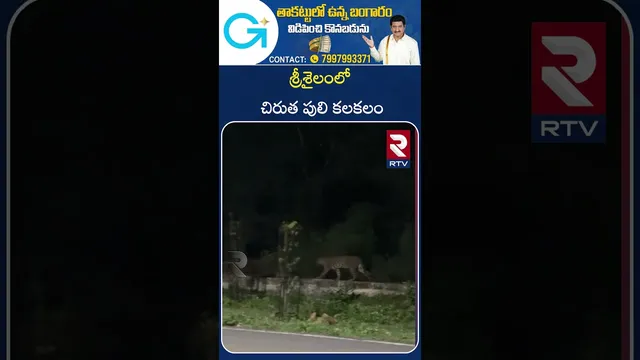 శ్రీశైలంలో  చిరుత పులి కలకలం | leopard | Hulchul at Srisailam | RTV