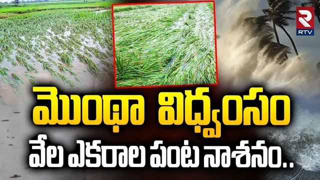 Montha Cyclone Effect | మొంథా విధ్వంసం వేల ఎకరాల పంట నాశనం | Thousand Acres Of Crops Destroyed | RTV