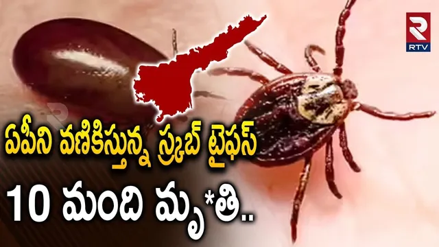 ఏపీని వణికిస్తున్న స్క్రబ్ టైఫస్ 10 మంది మృ*తి..| Scrub Typhus Fast Spreads In AP | RTV
