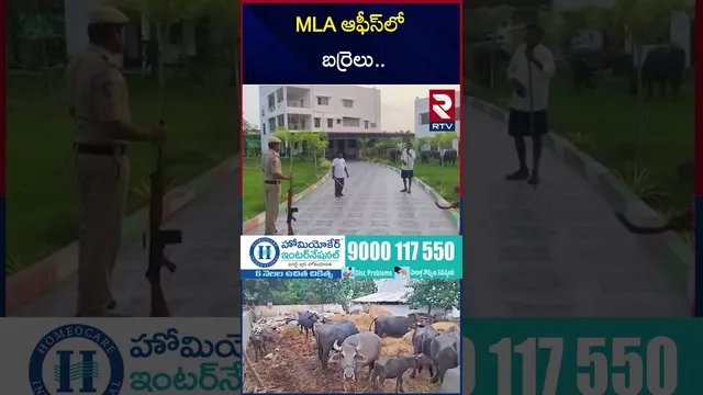 MLA ఆఫీస్‌లో బర్రెలు.. | Farmer Protest | MLA Gandra Satyanarayana | RTV