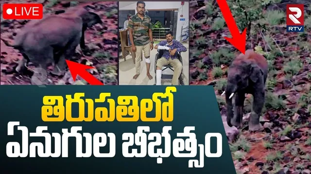 Elephants Hulchul In Tirupati🔴LIVE : తిరుపతిలో ఏనుగుల బీభత్సం | Yarravaripalem | RTV
